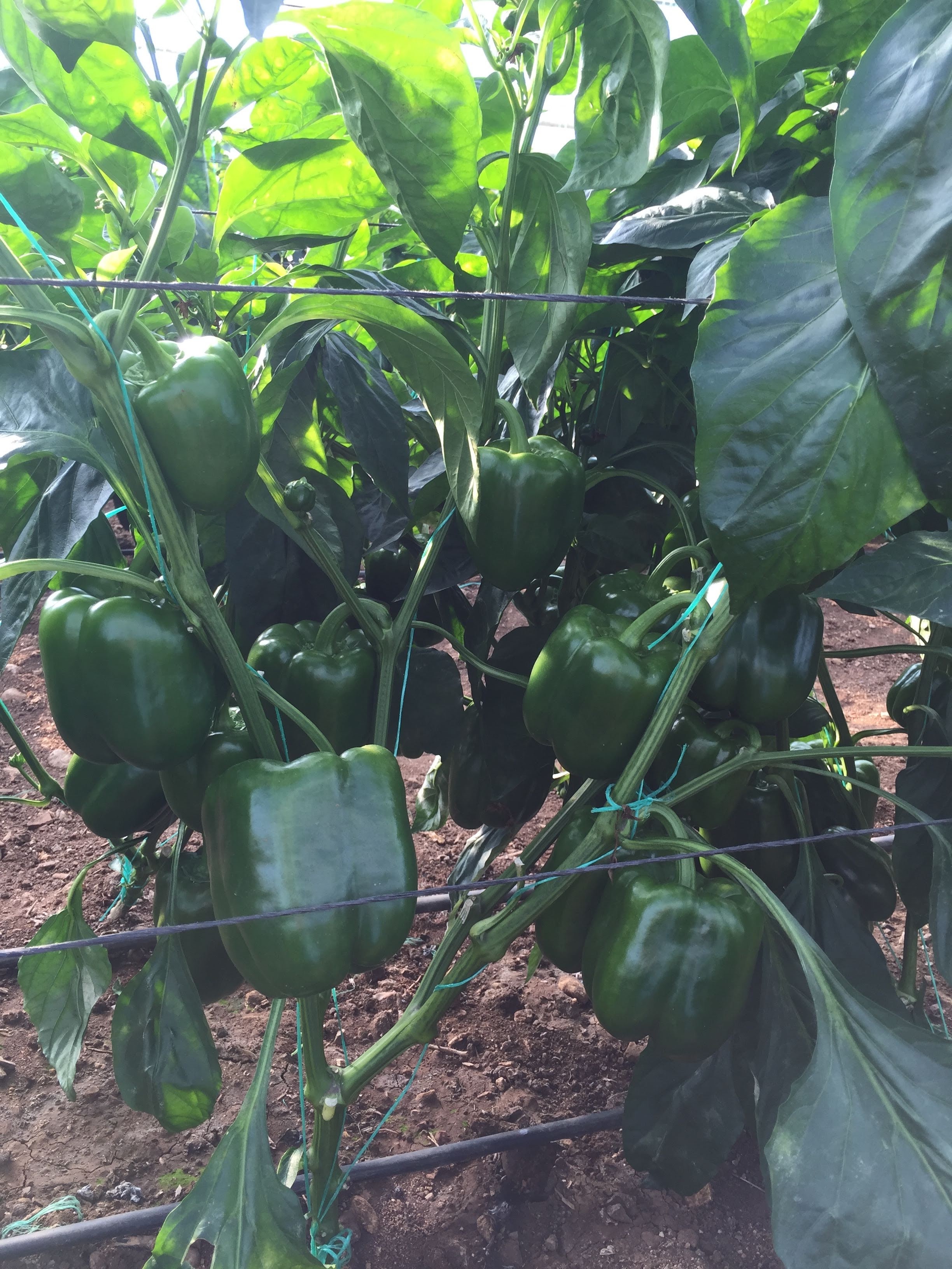 Greenhouse bell pepper fertilization program